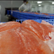Quiénes son los peces gordos de la cuestionada industria salmonera: flujo de capitales renueva la propiedad del sector