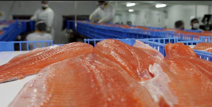 Quiénes son los peces gordos de la cuestionada industria salmonera: flujo de capitales renueva la propiedad del sector Quiénes son los peces gordos de la cuestionada industria salmonera: flujo de capitales renueva la propiedad del sector