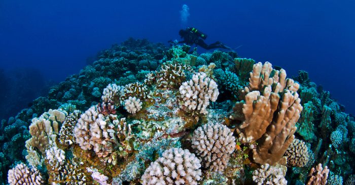 Científicos descubren que los corales necesitan una década para recuperarse del blanqueo Científicos descubren que los corales necesitan una década para recuperarse del blanqueo
