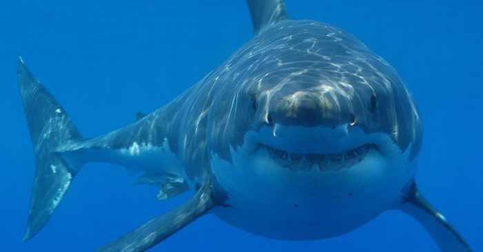 Logran decodificar el genoma completo del gran tiburón blanco