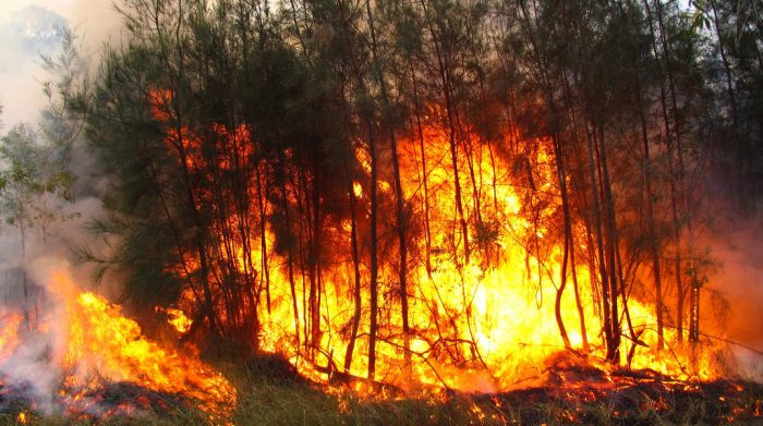 Decretan Alerta Roja en la comuna de Paredones por incendio forestal Decretan Alerta Roja en la comuna de Paredones por incendio forestal