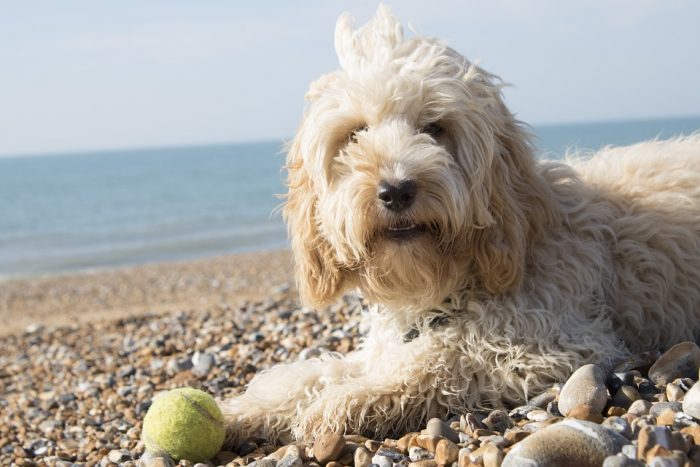 Abren la primera playa para mascotas en Chile Abren la primera playa para mascotas en Chile