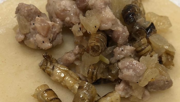 Entomofagia: ¿comerías una empanada hecha con larvas? Entomofagia: ¿comerías una empanada hecha con larvas?