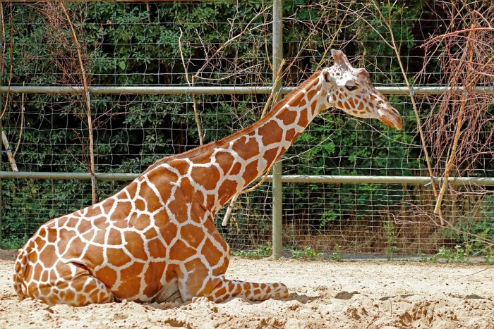 ¿Los zoológicos han salvado animales? ¿Los zoológicos han salvado animales?