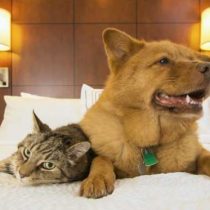 Hoteles pet friendly: viajando con las mascotas