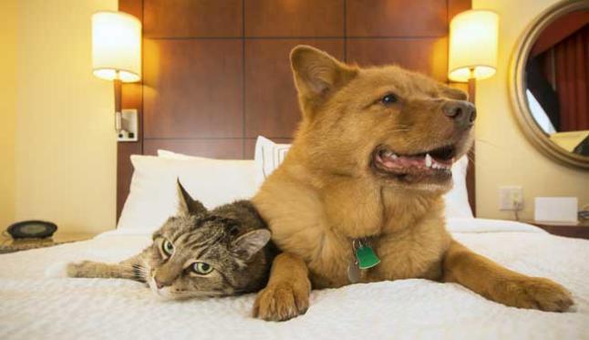 Hoteles pet friendly: viajando con las mascotas