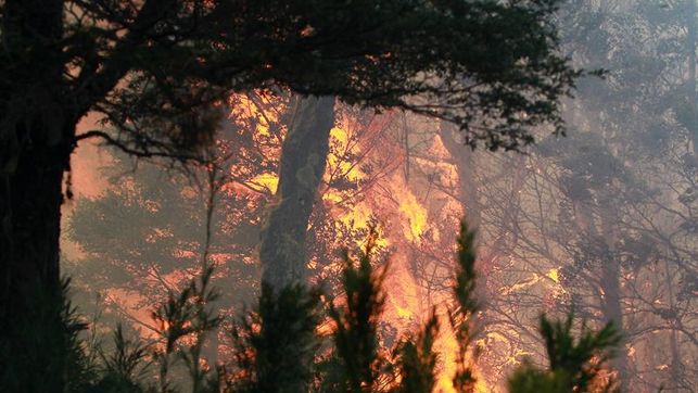 Un total de 32 incendios forestales activos afectan a la zona sur