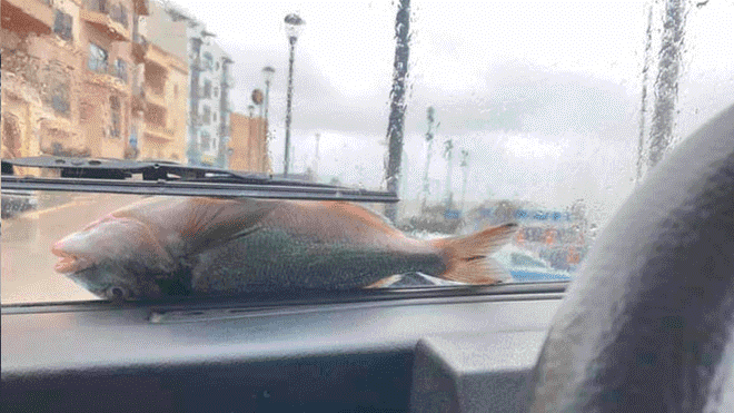 Impactante “lluvia de peces” sorprende a los habitantes de la isla de Malta Impactante