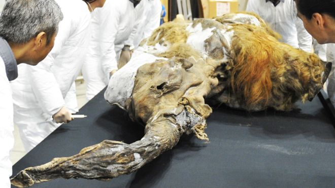 Cómo científicos en Japón lograron activar células de un mamut de 28.000 años Cómo científicos en Japón lograron activar células de un mamut de 28.000 años