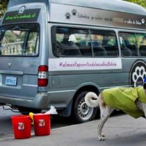 El boliviano que dejó su trabajo como exitoso hombre de negocios para alimentar a perros callejeros