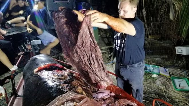 La impresionante imagen de una ballena muerta llena de plástico en su estómago La impresionante imagen de una ballena muerta llena de plástico en su estómago