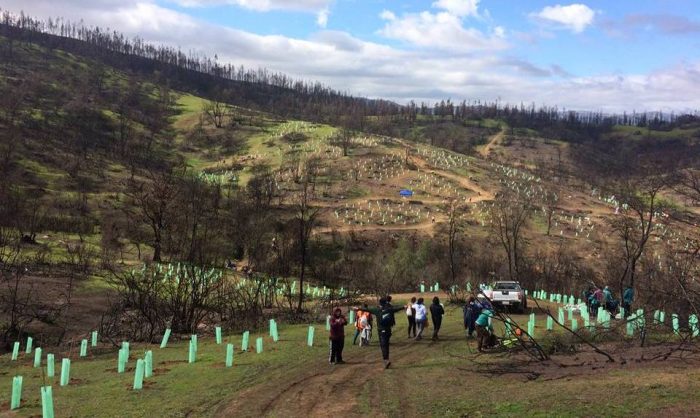 Llaman a plantar árboles nativos como una acción para combatir el cambio climático