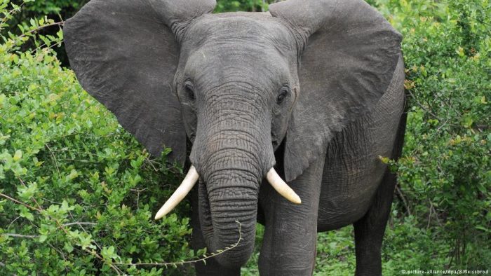 África juega sus últimas cartas para salvar al elefante