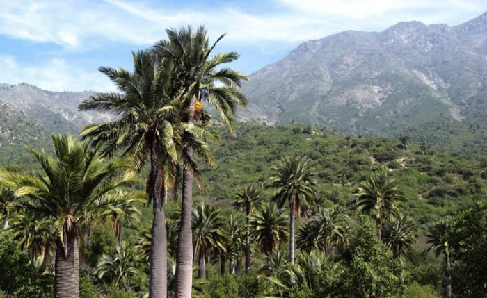 Peligra Reserva Mundial de la Biósfera La Campana ante megaproyecto de carretera eléctrica en Olmué Peligra Reserva Mundial de la Biósfera La Campana ante megaproyecto de carretera eléctrica en Olmué