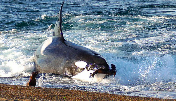 Avistan nuevo tipo de ballena depredadora y no descrita por la ciencia en la Patagonia chilena Avistan nuevo tipo de ballena depredadora y no descrita por la ciencia en la Patagonia chilena