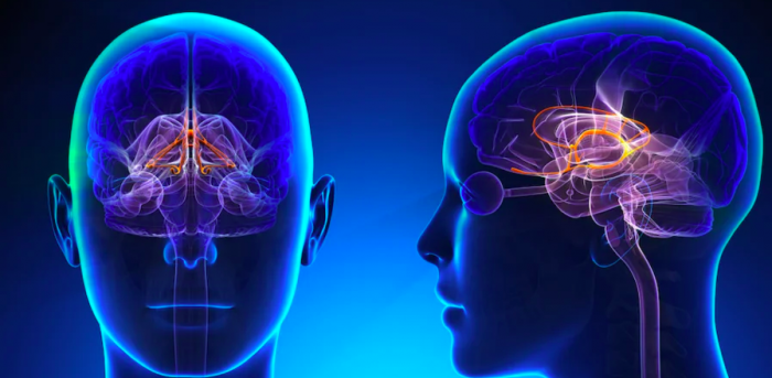 Científicos chilenos investigan el intenso movimiento del cerebro en estado de sueño Científicos chilenos investigan el intenso movimiento del cerebro en estado de sueño
