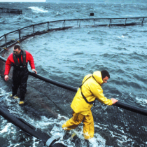 Visita de reyes noruegos desata la Guerra Fría de los salmones en Magallanes