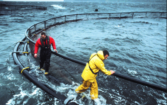 Visita de reyes noruegos desata la Guerra Fría de los salmones en Magallanes Visita de reyes noruegos desata la Guerra Fría de los salmones en Magallanes