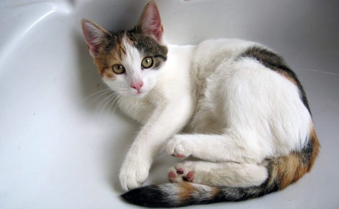 Fin al mito: los gatos sí pueden bañarse… pero con cuidado Fin al mito: los gatos sí pueden bañarse... pero con cuidado
