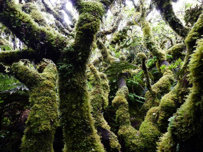 Charlas Entre Mate&Ciencia: Efectos del cambio climático en los bosques en Biblioteca Regional de Coyhaique Charlas Entre Mate&Ciencia: Efectos del cambio climático en los bosques en Biblioteca Regional de Coyhaique