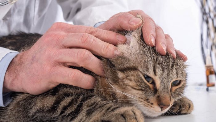 Ojo: Los gatos necesitan ayuda para limpiar sus orejas Ojo: Los gatos necesitan ayuda para limpiar sus orejas