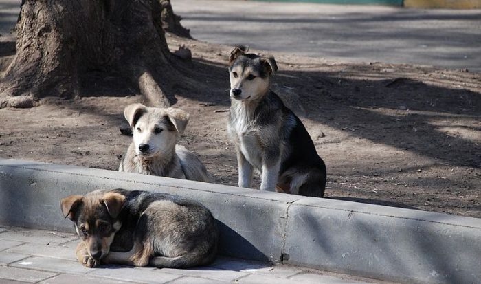 Encuesta revela que vecinos consideran a los perros callejeros como el principal problema de sus barrios Encuesta revela que vecinos consideran a los perros callejeros como el principal problema de sus barrios