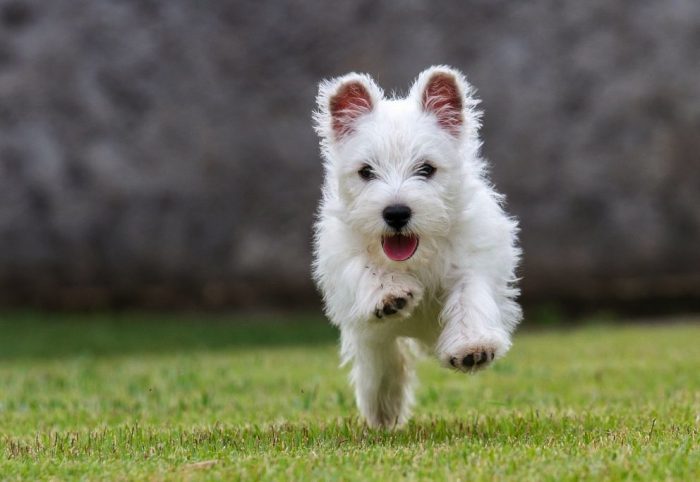 Cuidado: automedicar con fármacos para humanos a tu mascota puede llevar a serios daños hepáticos Cuidado: automedicar con fármacos para humanos a tu mascota puede llevar a serios daños hepáticos