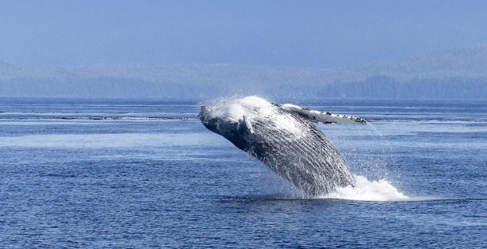 Investigadores determinan que las ballenas jorobadas es el animal más complejo del mundo acústicamente Investigadores determinan que las ballenas jorobadas es el animal más complejo del mundo acústicamente