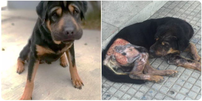 “Ley Cholito” ya aplicó su primera multa en Antofagasta