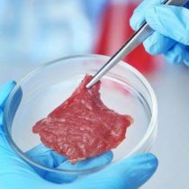 Estudio tantea posibilidad de que carne in-vitro sea peor para medioambiente