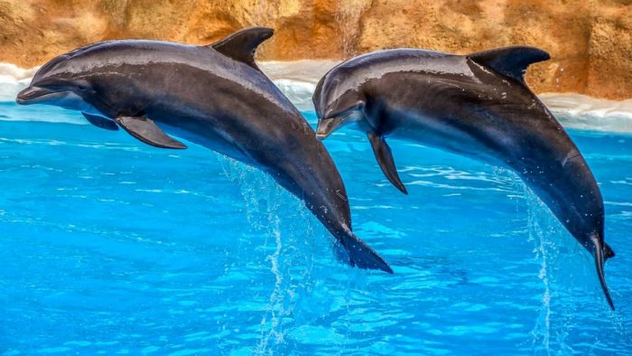 Parque acuático no usará más delfines en sus espectáculos tras cuatro muertes Parque acuático no usará más delfines en sus espectáculos tras cuatro muertes