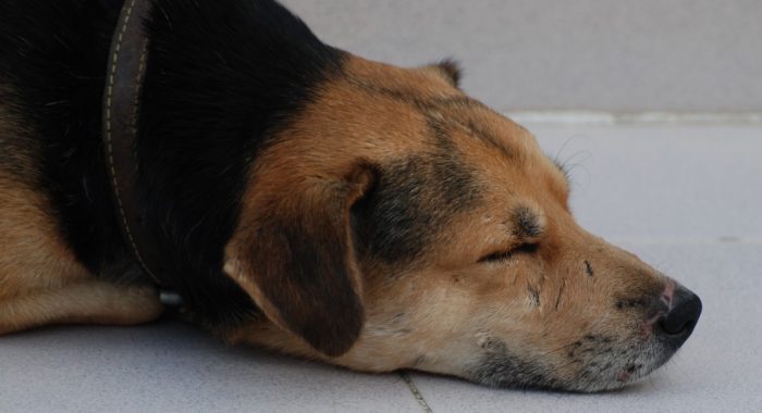 Conmoción por diversos casos de envenenamiento de mascotas en el país Conmoción por diversos casos de envenenamiento de mascotas en el país