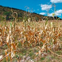 El desafío chileno de ser una potencia alimentaria está siendo afectado por la escasez hídrica