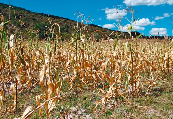 El desafío chileno de ser una potencia alimentaria está siendo afectado por la escasez hídrica El desafío chileno de ser una potencia alimentaria está siendo afectado por la escasez hídrica