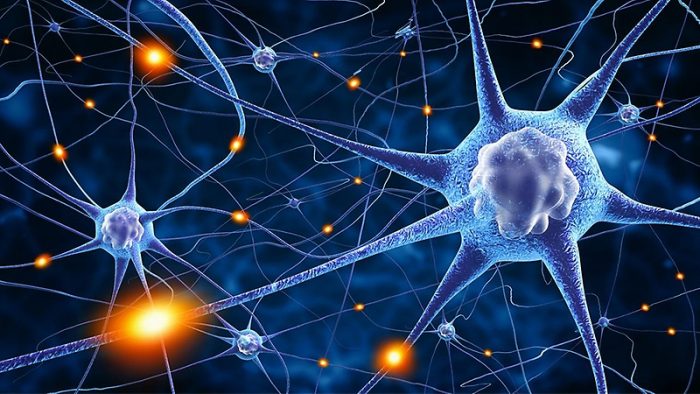 Científica avanza investigación en células centinelas, las encargadas de coordinar la respuesta inmune Científica avanza investigación en células centinelas, las encargadas de coordinar la respuesta inmune