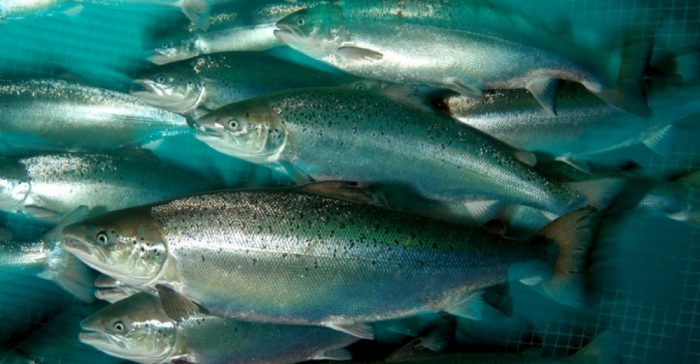 Por qué se cuestiona que Noruega siga trayendo salmoneras a nuestro territorio Por qué se cuestiona que Noruega siga trayendo salmoneras a nuestro territorio