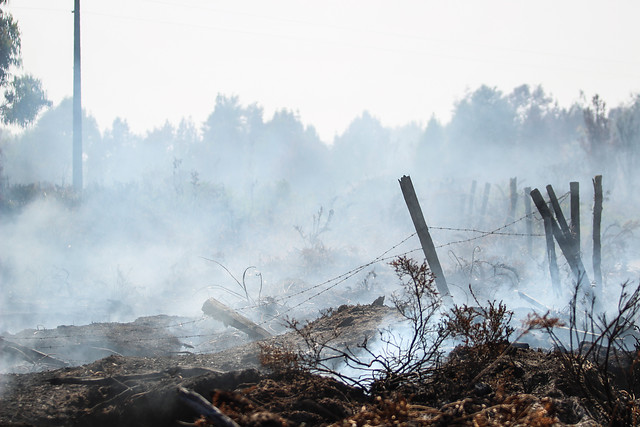Financiamiento de plantaciones de pino en áreas incendiadas el 2017 Financiamiento de plantaciones de pino en áreas incendiadas el 2017