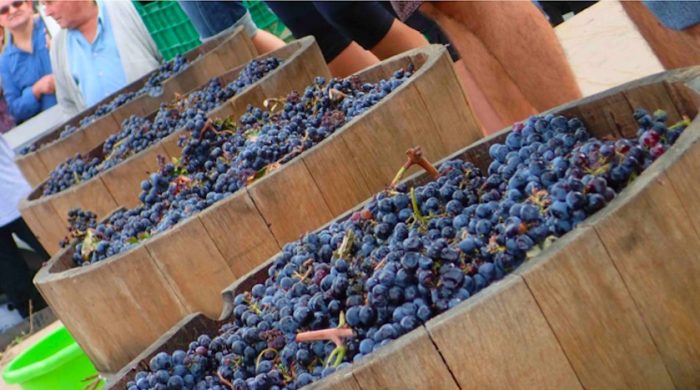Vendimia 2023: comienzan la fiesta del vino
