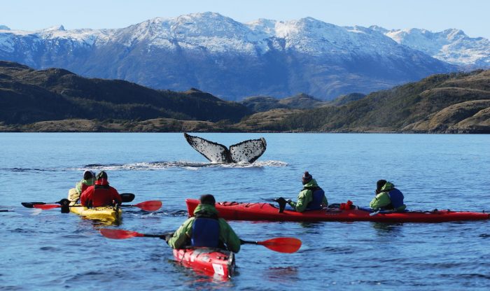 La apuesta turística que ofrece navegar con ballenas en el Estrecho de Magallanes La apuesta turística que ofrece navegar con ballenas en el Estrecho de Magallanes