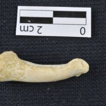 Homo Luzonensi: Hallan una nueva especie de humano en Filipinas de finales del Pleistoceno