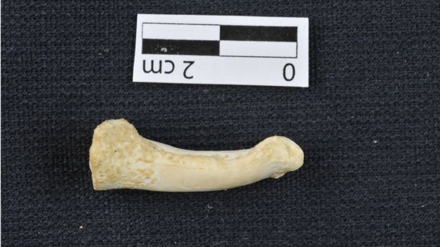 Homo Luzonensi: Hallan una nueva especie de humano en Filipinas de finales del Pleistoceno Homo Luzonensi: Hallan una nueva especie de humano en Filipinas de finales del Pleistoceno