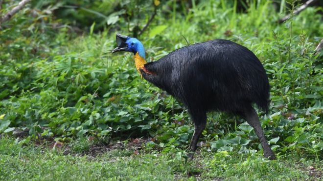 Casuario: cómo es el peligroso pájaro que mató a su cuidador en Florida Casuario: cómo es el peligroso pájaro que mató a su cuidador en Florida