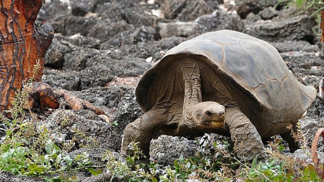 Día de la Tierra: 4 animales que desaparecieron de América Latina en los últimos 15 años Día de la Tierra: 4 animales que desaparecieron de América Latina en los últimos 15 años