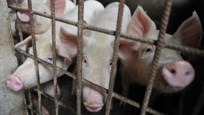 Por qué el precio del cerdo se dispara en el mundo Por qué el precio del cerdo se dispara en el mundo