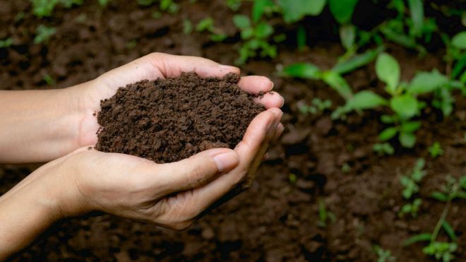 La revolucionaria ley que permite convertir los cadáveres humanos en abono para jardines La revolucionaria ley que permite convertir los cadáveres humanos en abono para jardines