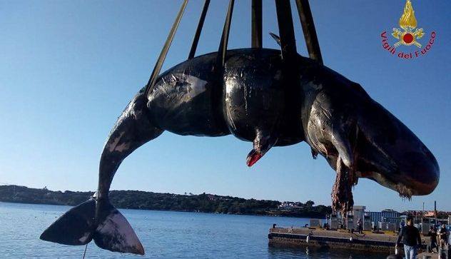 Otra ballena fue hallada muerta por el plástico en su interior Otra ballena fue hallada muerta por el plástico en su interior