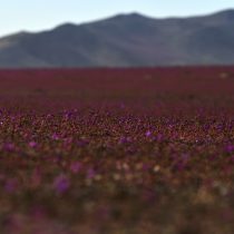 Se estrenó la serie de Netflix «Nuestro Planeta» que incluye un capítulo sobre el Desierto de Atacama