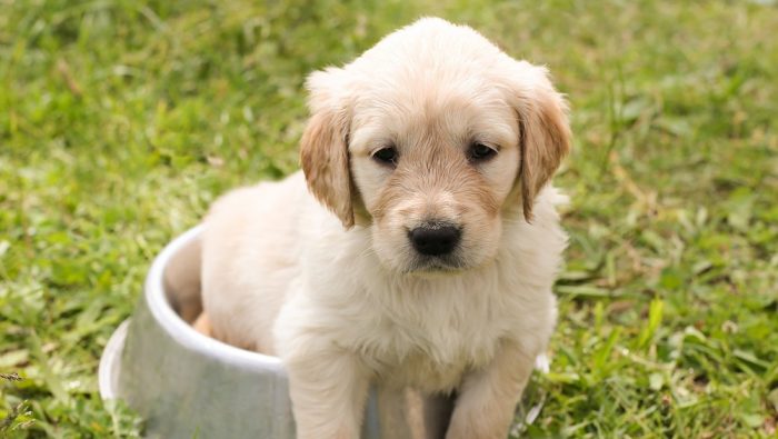 Los buenos hábitos alimenticios del perro se crean desde cachorros Los buenos hábitos alimenticios del perro se crean desde cachorros