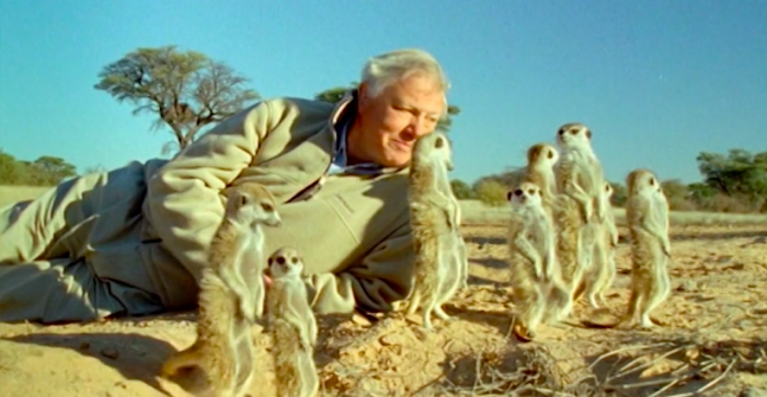 Naturalista David Attenborough: “Todo ha cambiado mucho, la vida salvaje está desapareciendo” Naturalista David Attenborough: “Todo ha cambiado mucho, la vida salvaje está desapareciendo”