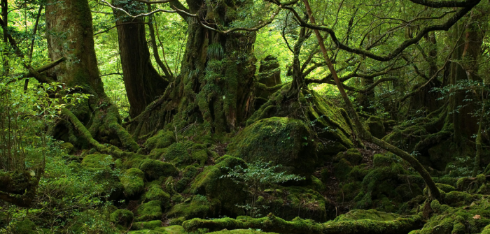 Los bosques de Chile y la COP 25 Los bosques de Chile y la COP 25